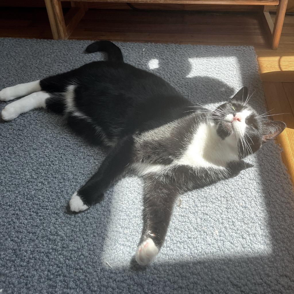 Snowburst (meet me in foster care!), Adoptable, Adult Female Domestic Short Hair.