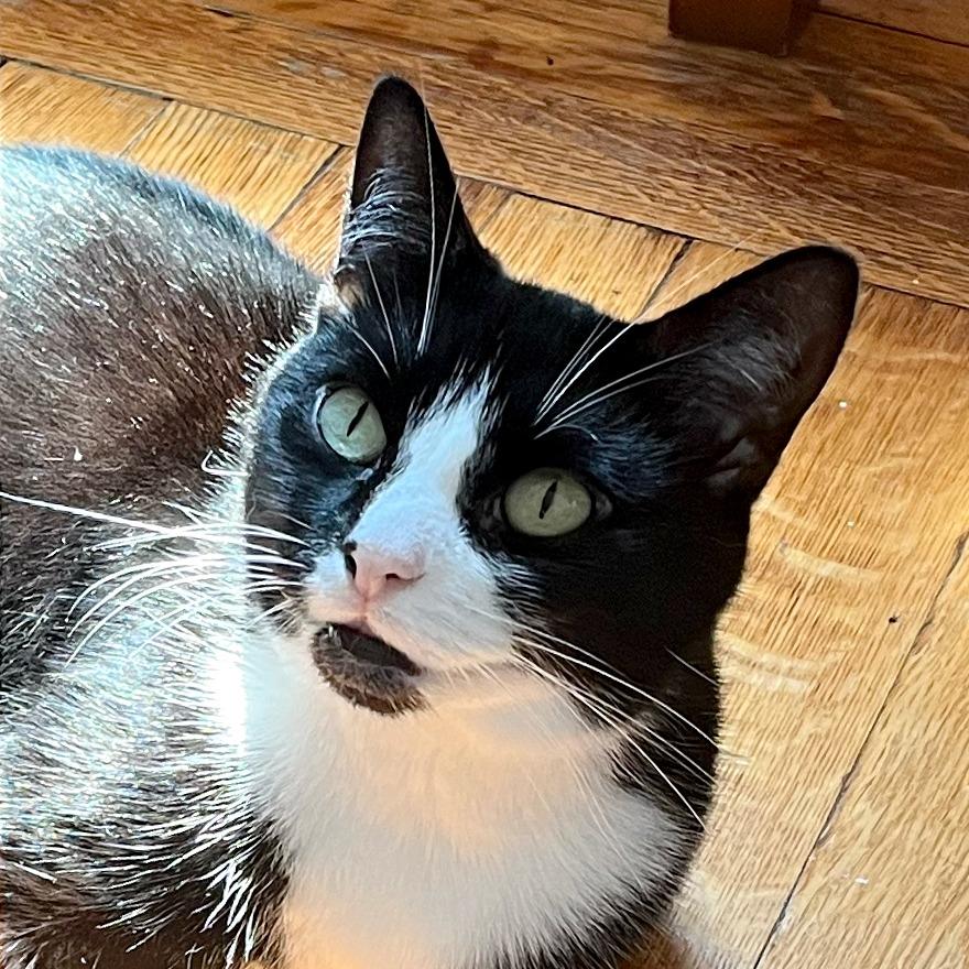 Enlarge Snowburst (meet me in foster care!), a Adoptable mixed breed in Brooklyn, NY image 2/3