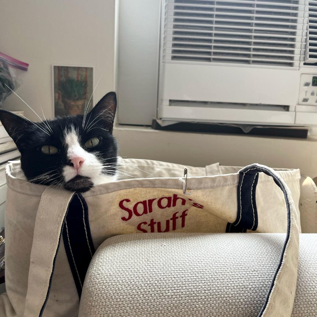 Enlarge Snowburst (meet me in foster care!), a Adoptable mixed breed in Brooklyn, NY image 3/3