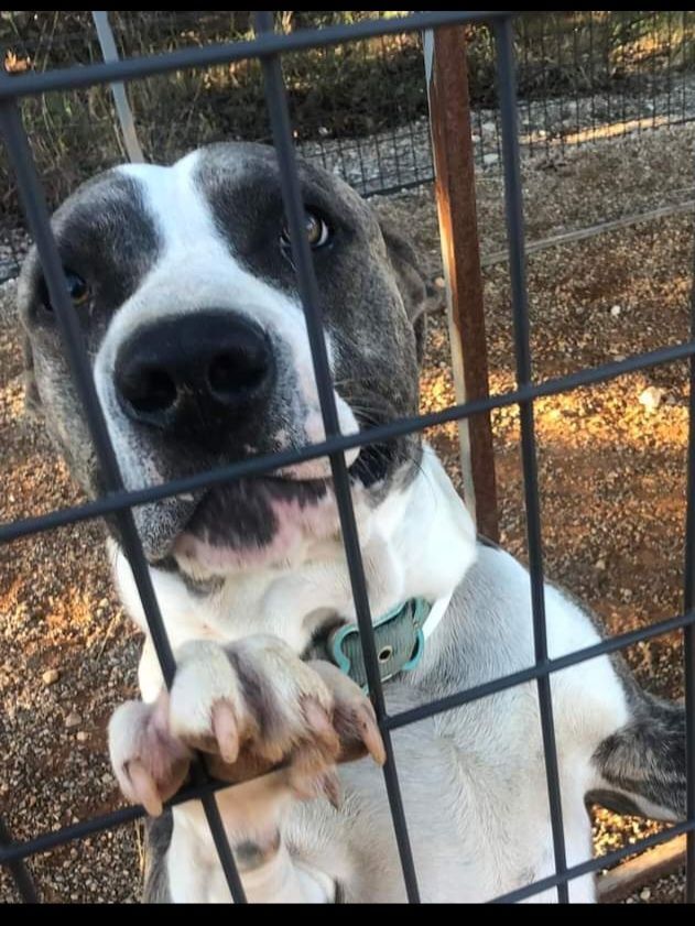 Thunder, a Adoptable American Bully in Nocona, TX image 1/4