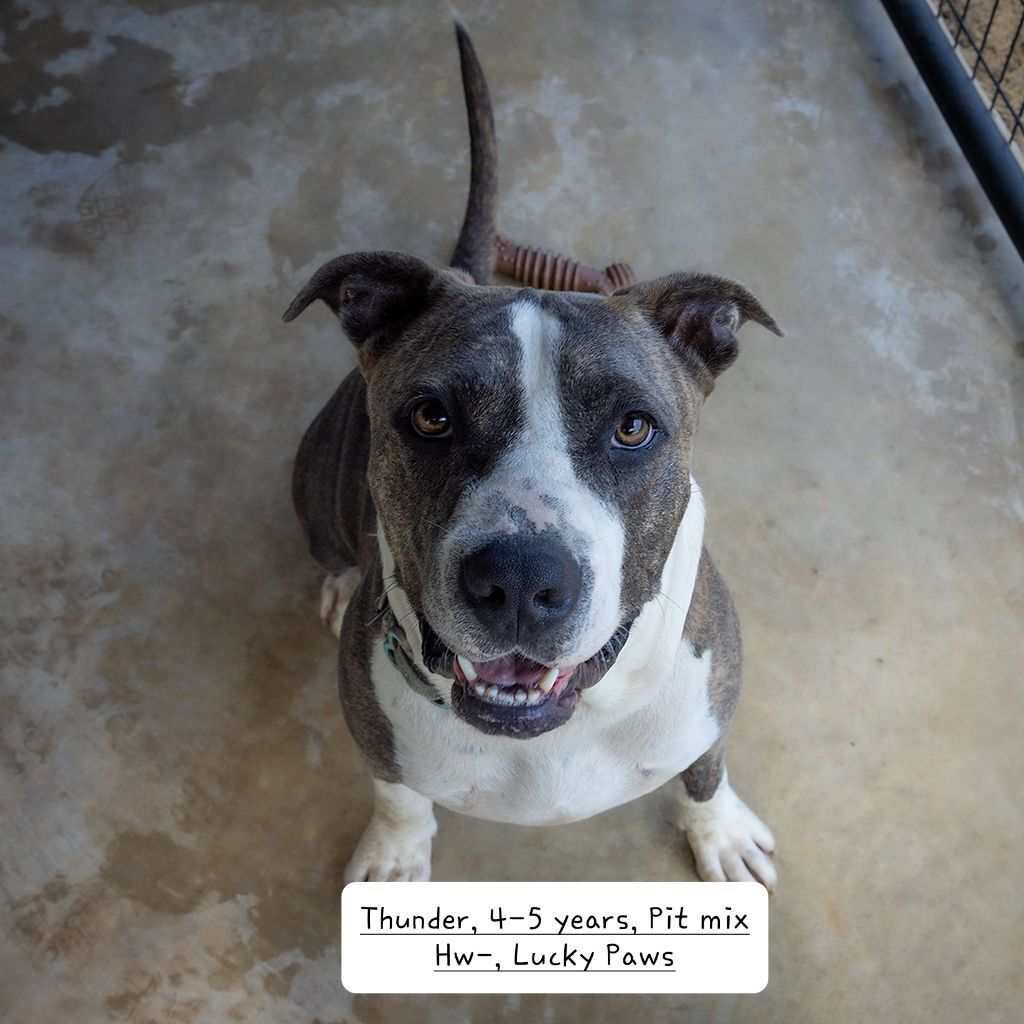 Thunder, a Adoptable American Bully in Nocona, TX image 2/4