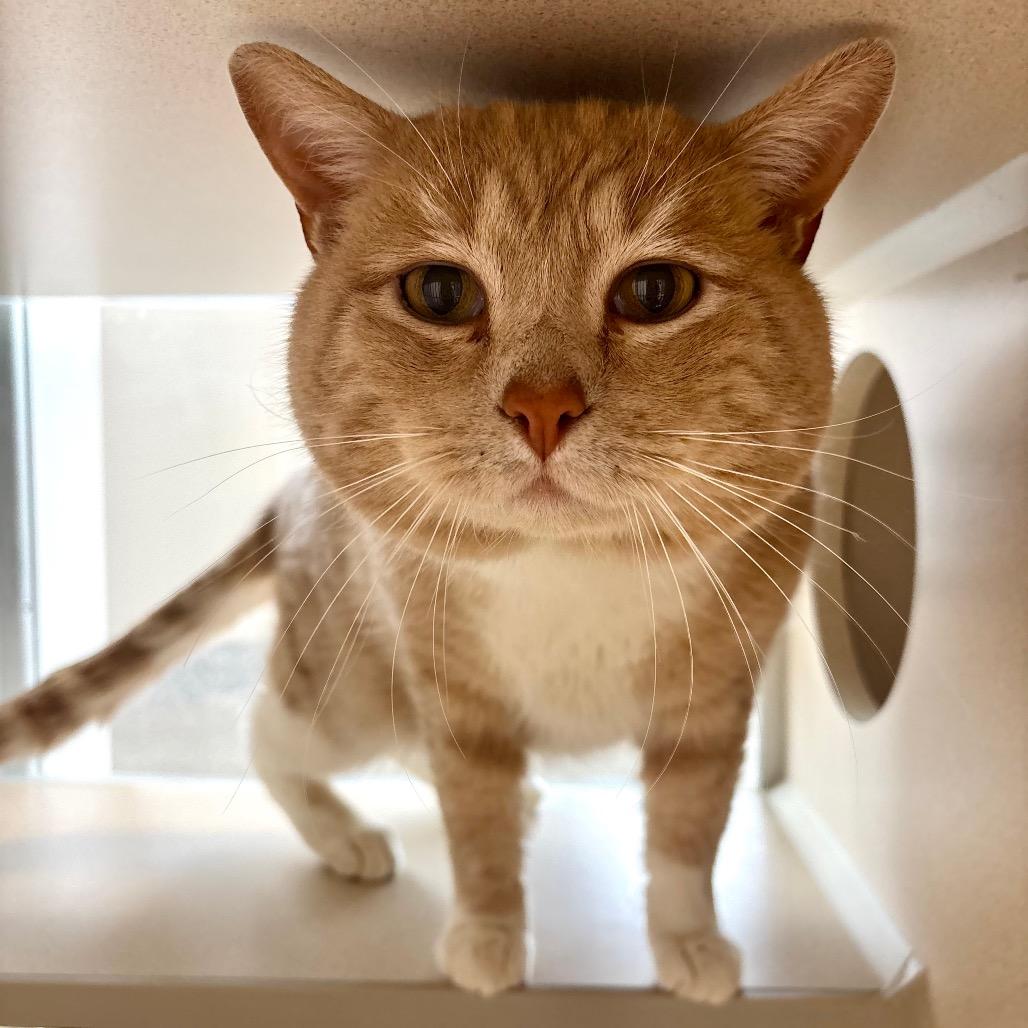 Butters, a Adoptable Domestic Short Hair in Great Falls, MT image 1/2