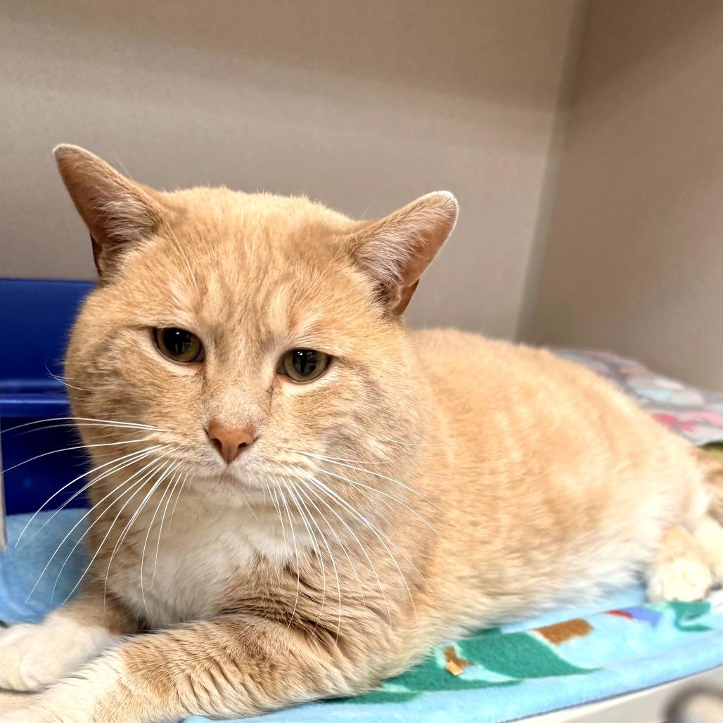 Butters, a Adoptable Domestic Short Hair in Great Falls, MT image 2/2