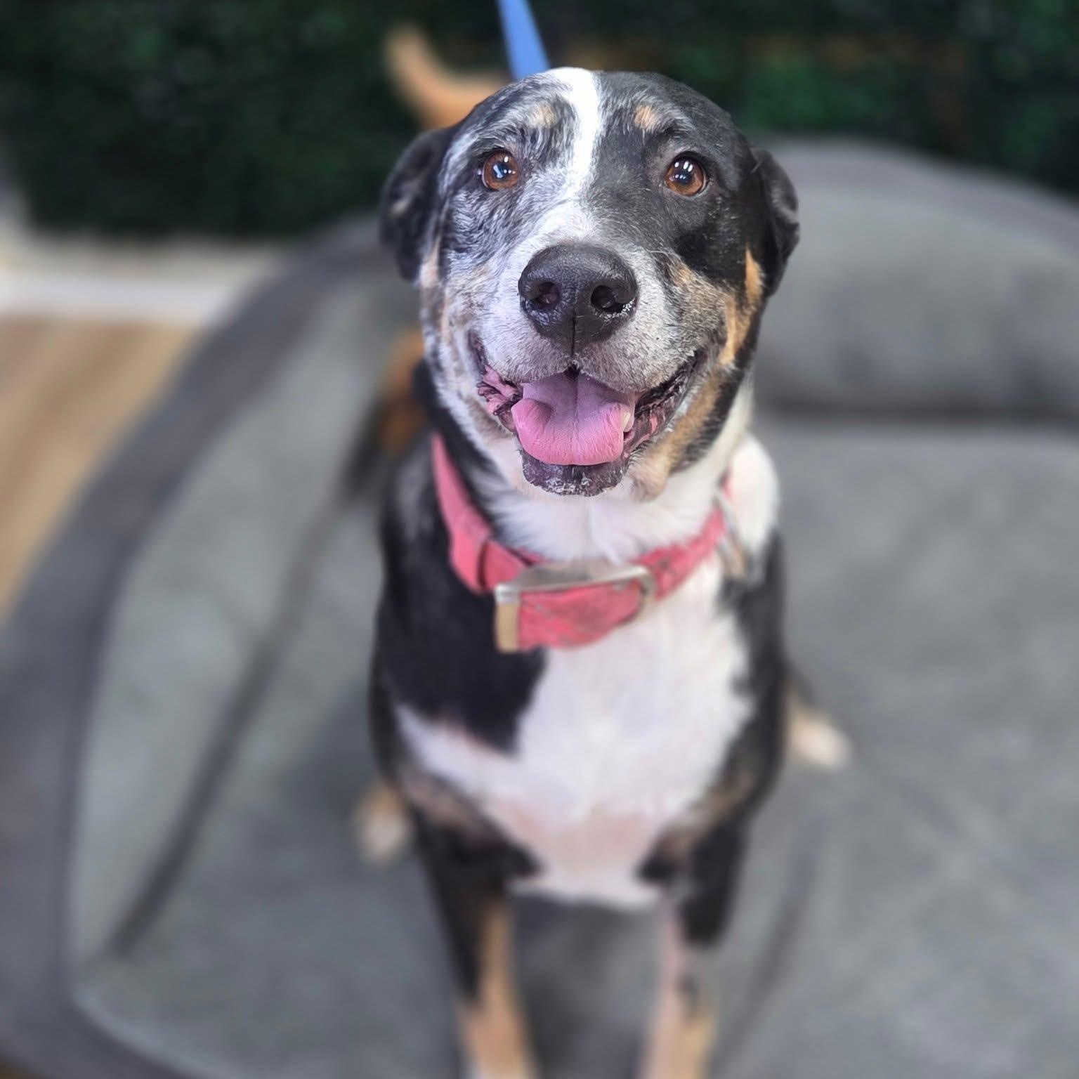 Maggie, Adoptable, Adult Female Australian Cattle Dog / Blue Heeler.