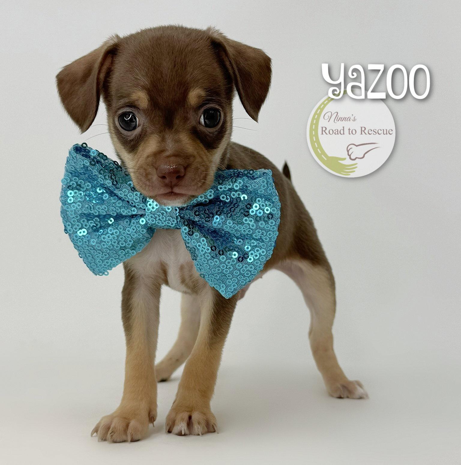 Yazoo, Adoptable, Puppy Male Chihuahua.