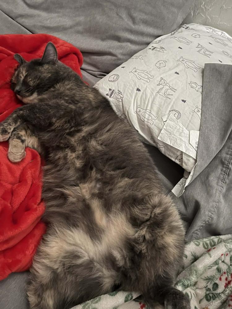 Rue, Adoptable, Adult Female Domestic Short Hair.