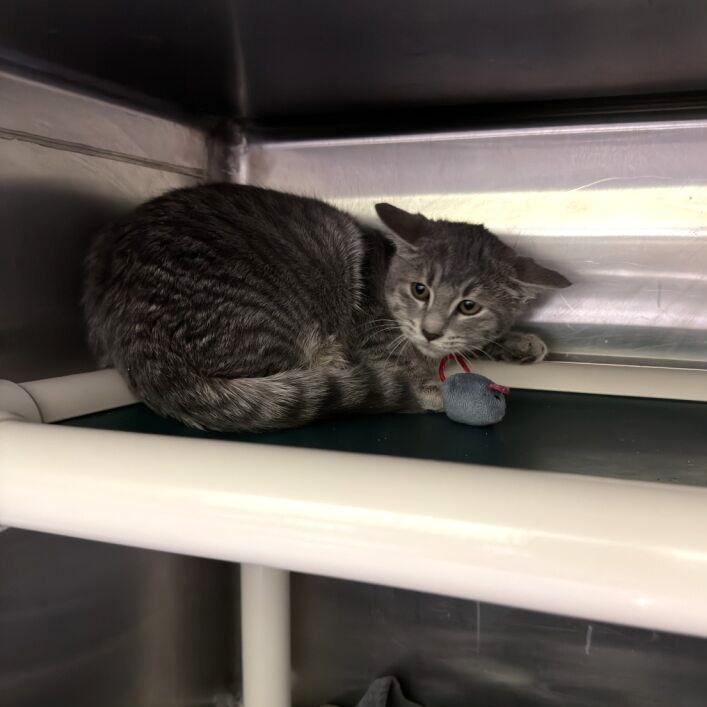 Chile, Adoptable, Young Male Domestic Short Hair.