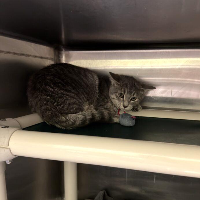 Chile, a Adoptable Domestic Short Hair in Gainesville, GA image 2/2