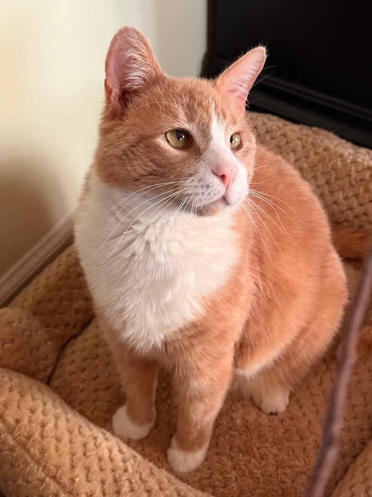 Enlarge Pippie, a Adoptable mixed breed in Wilmington, NC image 1/6