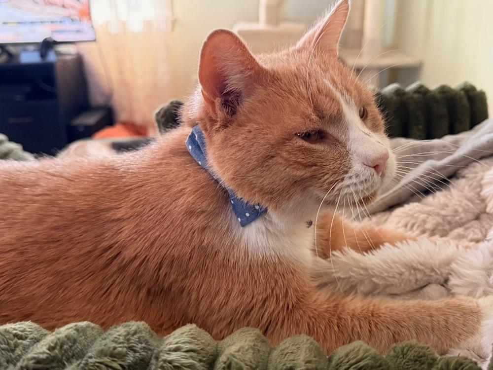 Pippie, Adoptable, Adult Male Domestic Short Hair & Domestic Short Hair.