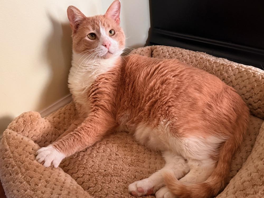 Enlarge Pippie, a Adoptable mixed breed in Wilmington, NC image 3/6
