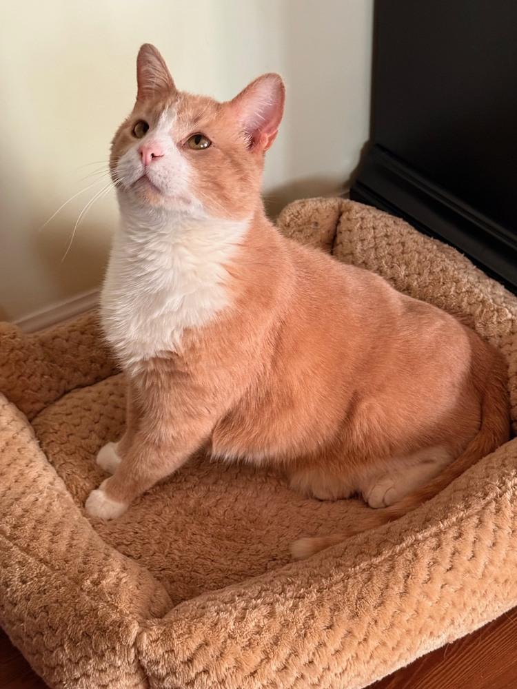 Pippie, Adoptable, Adult Male Domestic Short Hair & Domestic Short Hair.
