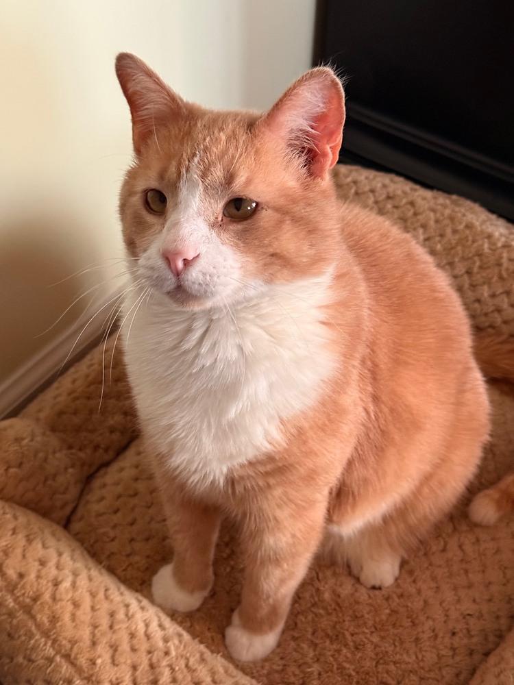 Enlarge Pippie, a Adoptable mixed breed in Wilmington, NC image 6/6