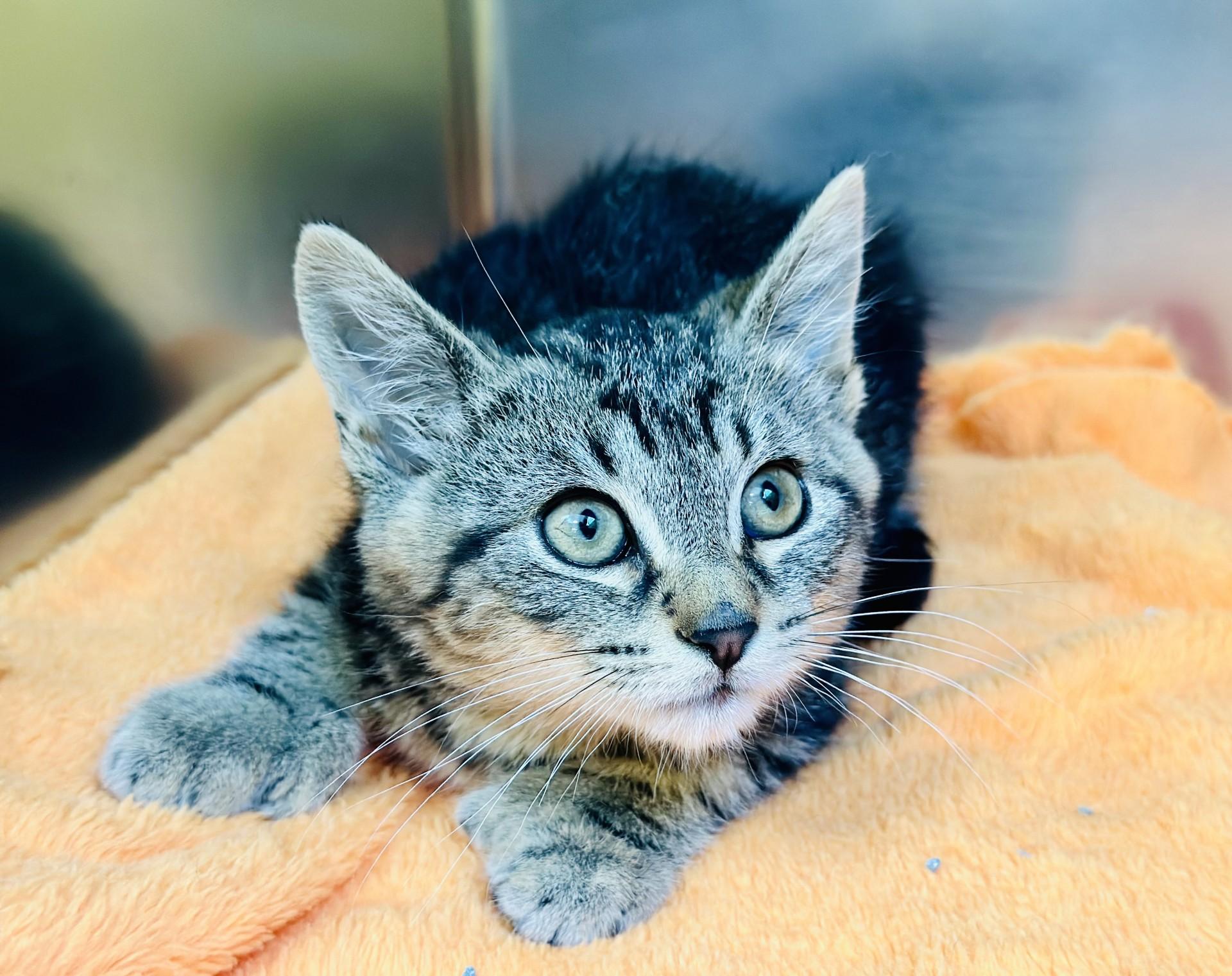 Bodhi, Baby Male Domestic Short Hair
