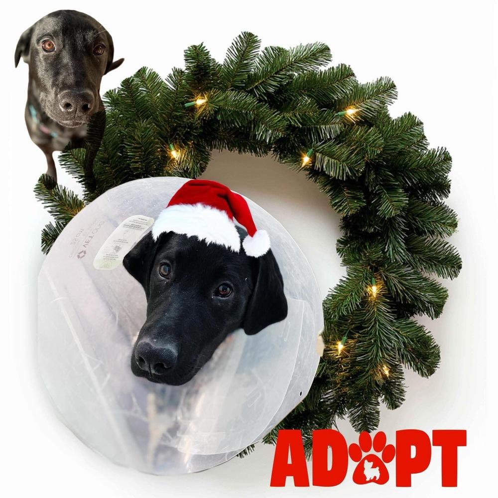 Bruno, Adoptable, Young Male Labrador Retriever.