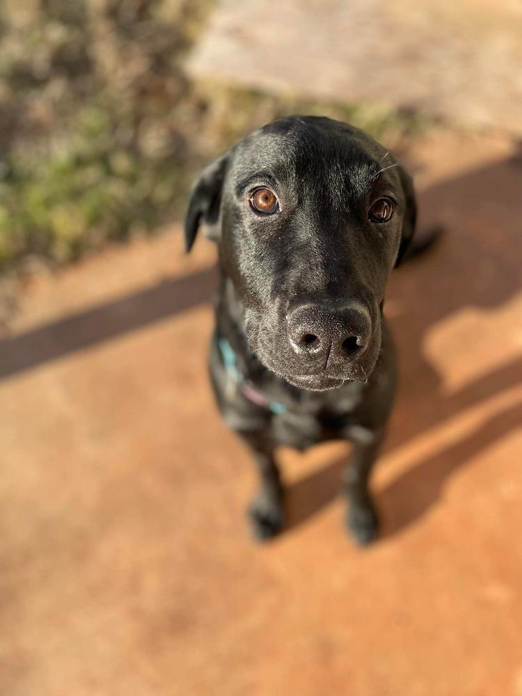 Enlarge Bruno, a Adoptable mixed breed in Shawnee, OK image 2/2