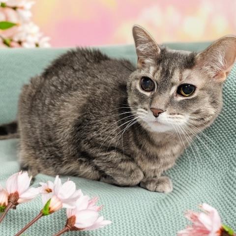LUMA BELLE, Adoptable, Adult Female Domestic Short Hair.