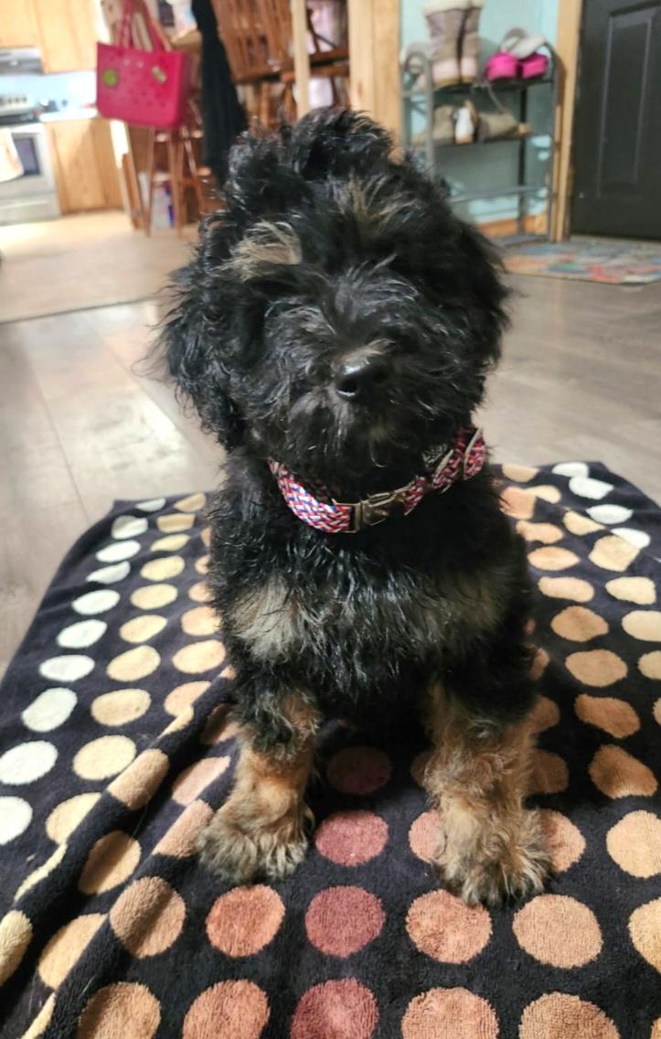 Adrian, adopted, Puppy Female Bernedoodle.