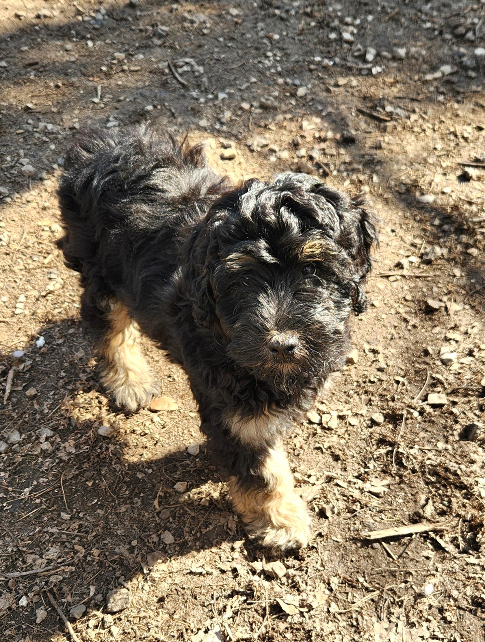Adrian, an adopted Bernedoodle in Liberty Center, OH image 3/6