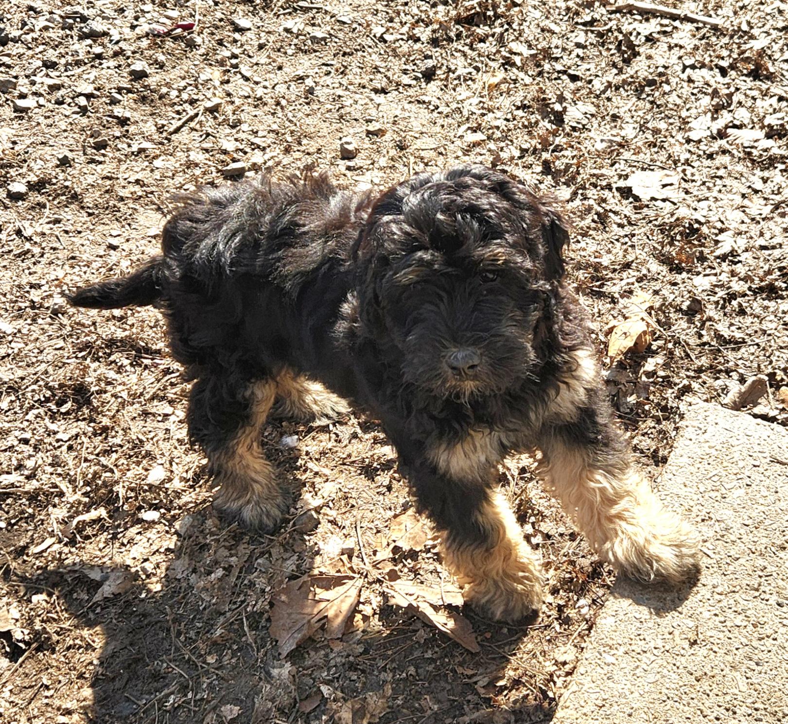 Adrian, an adopted Bernedoodle in Liberty Center, OH image 4/6