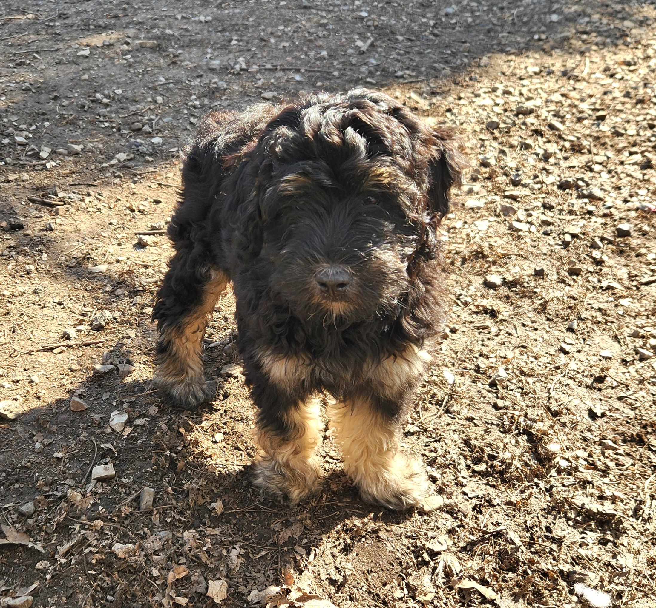 Adrian, an adopted Bernedoodle in Liberty Center, OH image 5/6