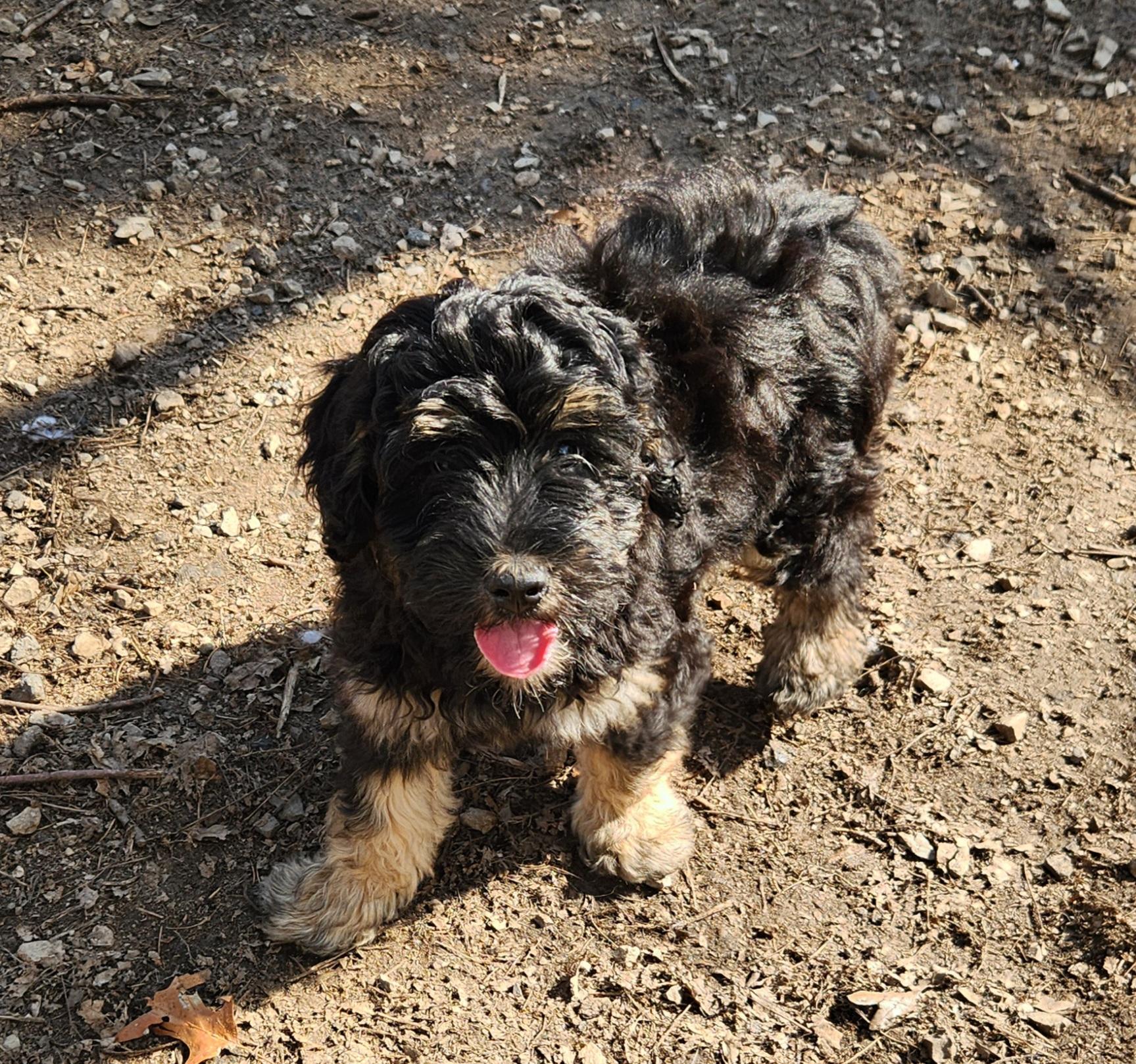 Adrian, an adopted Bernedoodle in Liberty Center, OH image 2/6