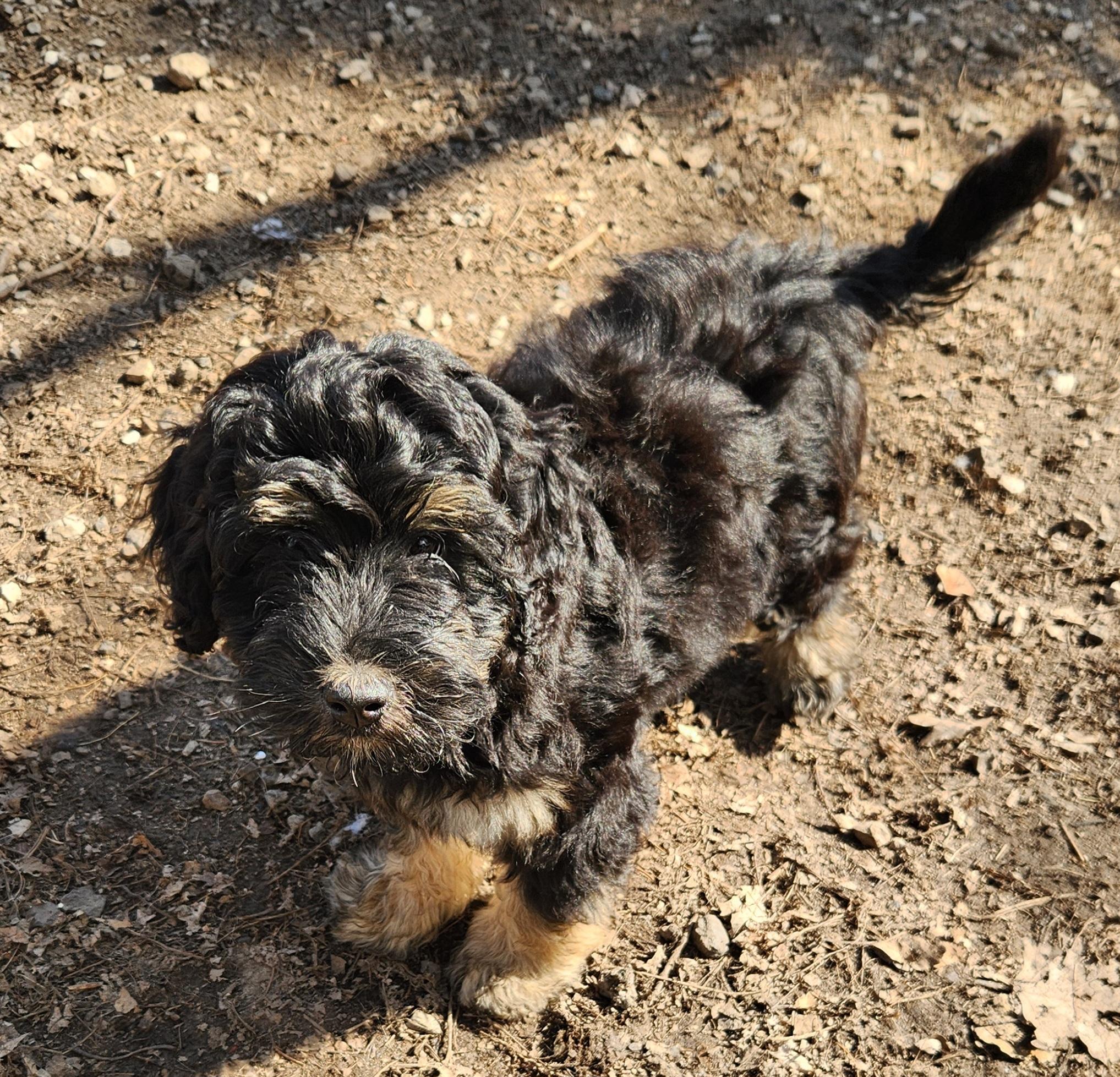 Adrian, an adopted Bernedoodle in Liberty Center, OH image 6/6