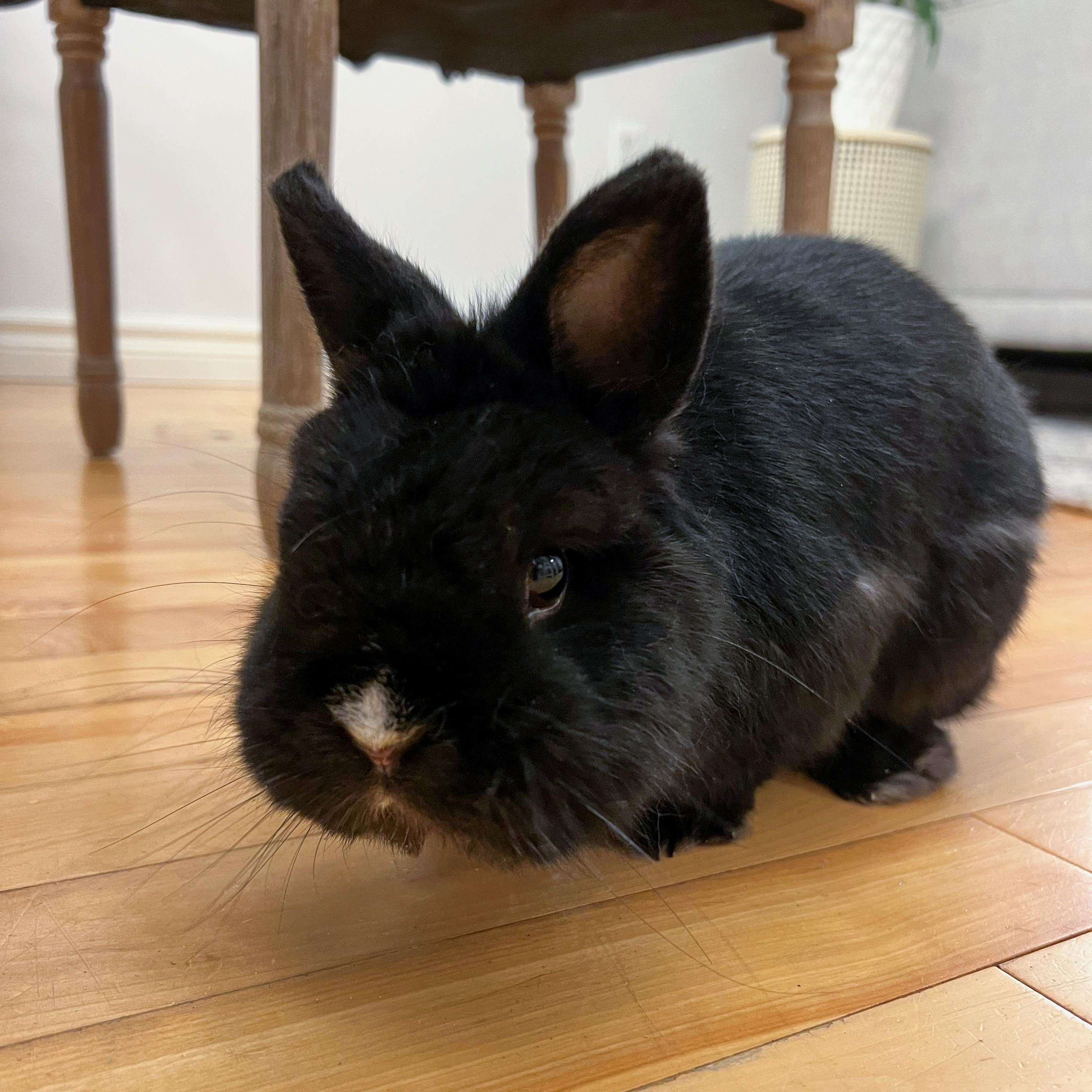 BunBun, a ADOPTABLE Netherland Dwarf in Cambridge, ON image 1/4