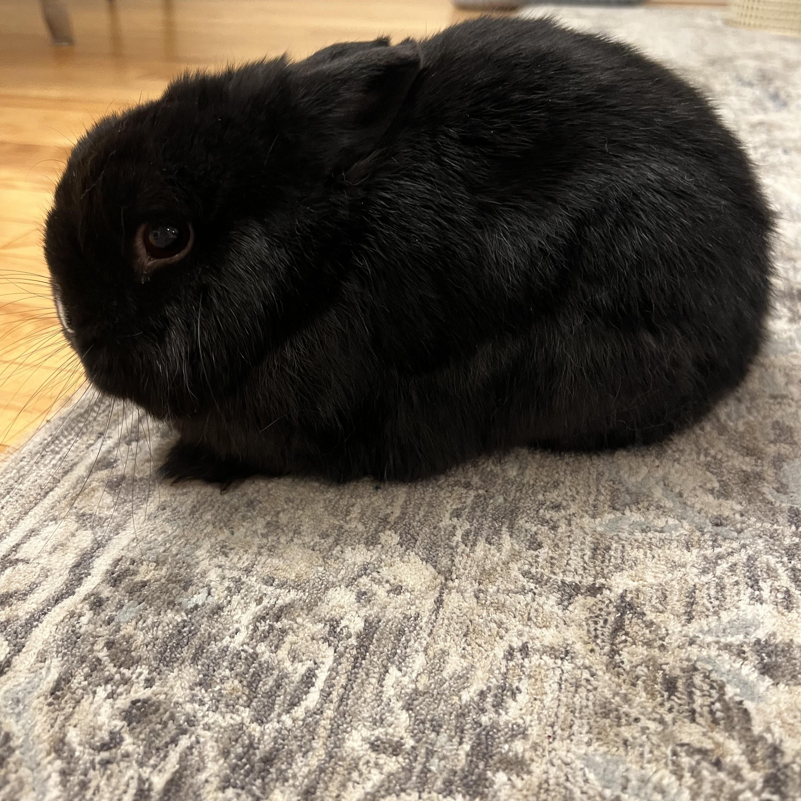 BunBun, a ADOPTABLE Netherland Dwarf in Cambridge, ON image 3/4