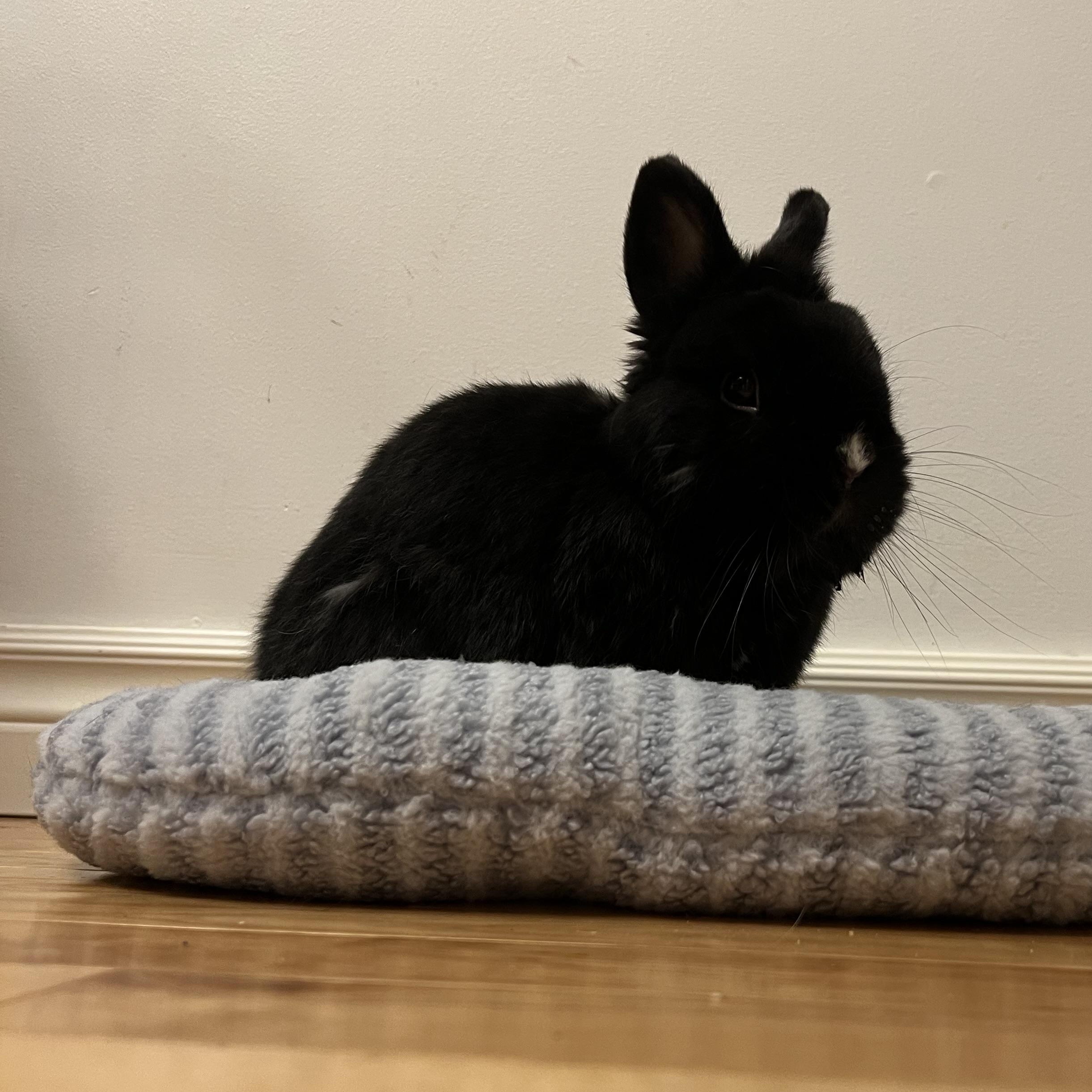 BunBun, a ADOPTABLE Netherland Dwarf in Cambridge, ON image 4/4