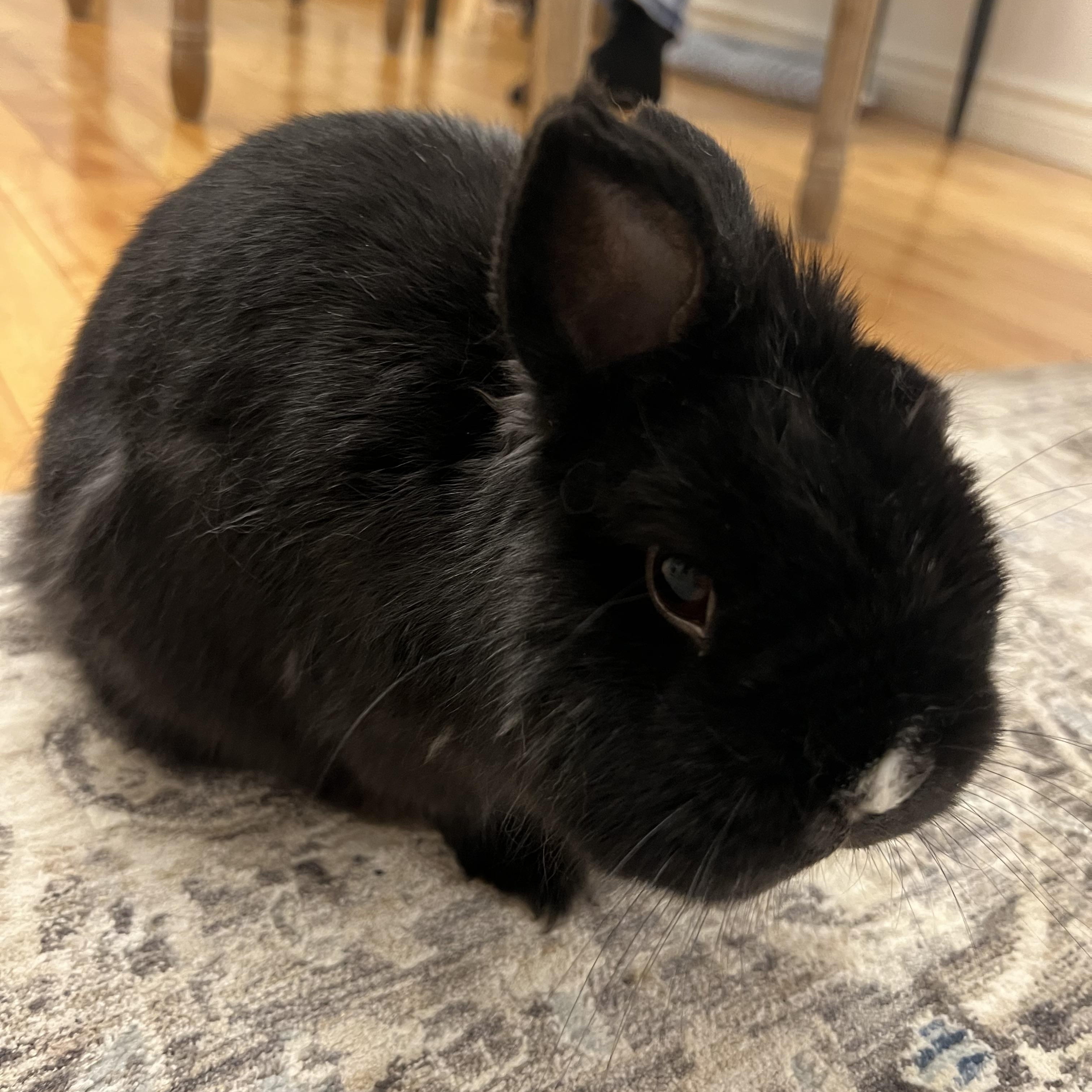 BunBun, a ADOPTABLE Netherland Dwarf in Cambridge, ON image 2/4