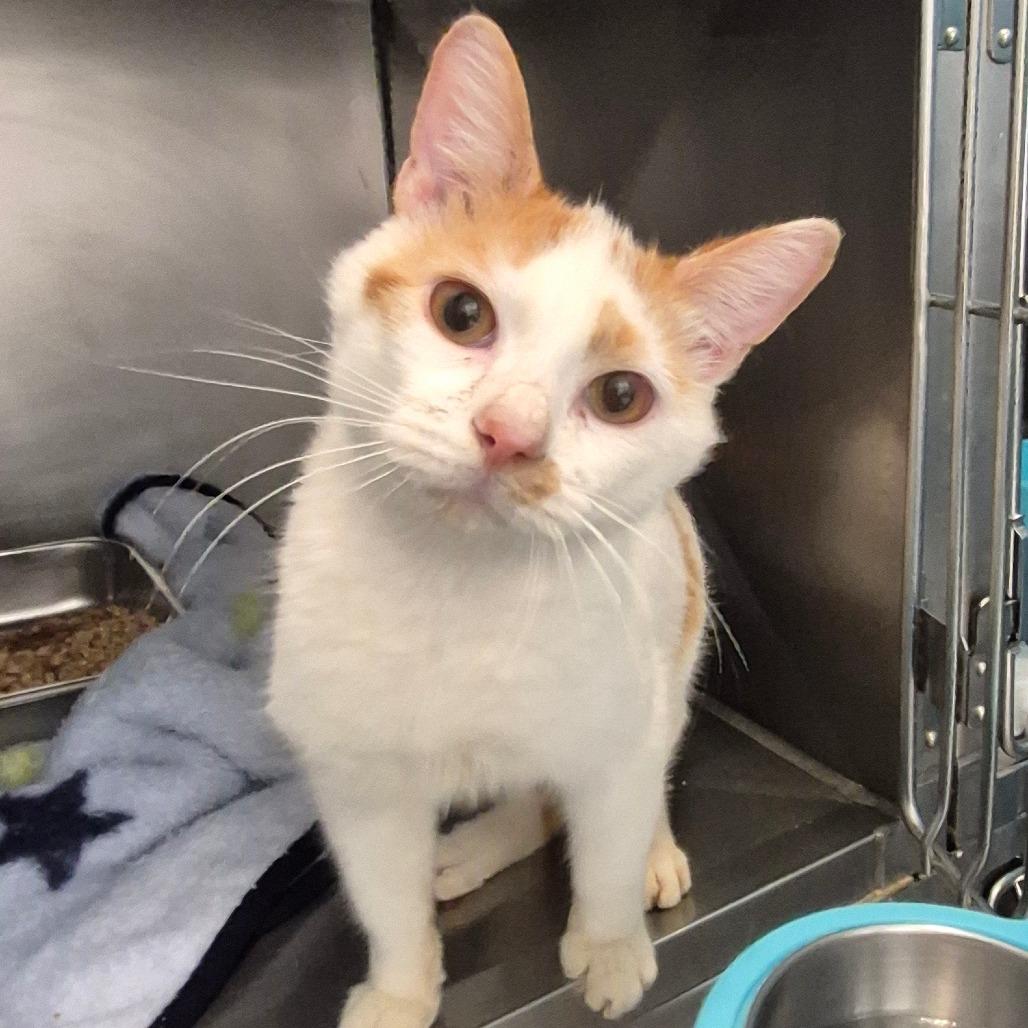 Enlarge Sergeant, a Adoptable Domestic Short Hair in Troy, VA image 1/2