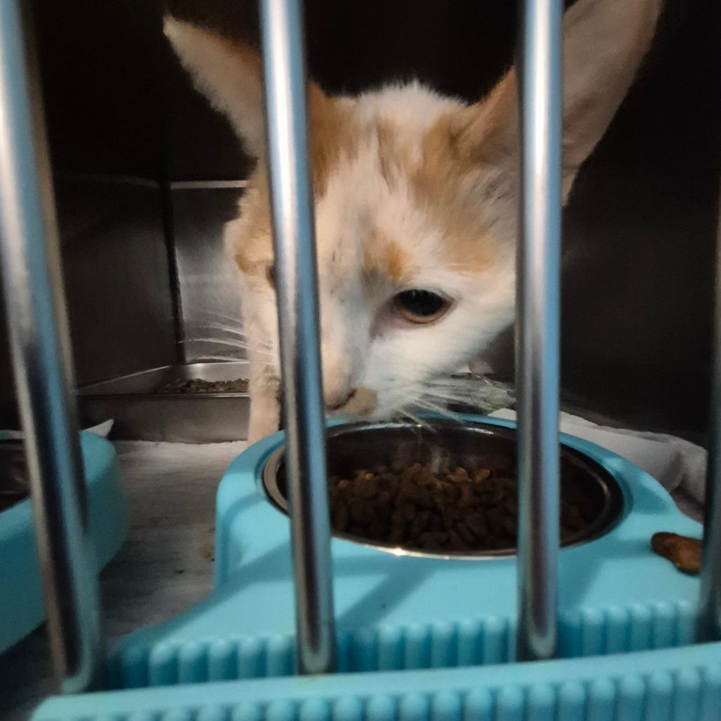 Enlarge Sergeant, a Adoptable Domestic Short Hair in Troy, VA image 2/2