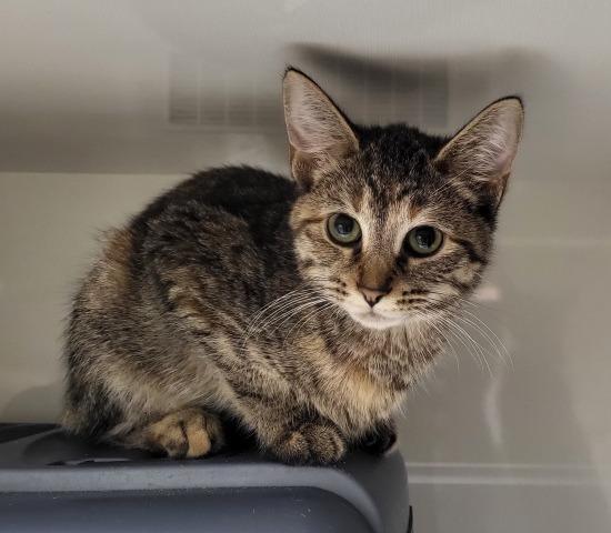 Enlarge Hailey, a Adoptable Domestic Short Hair in Genoa, IL image 1/1