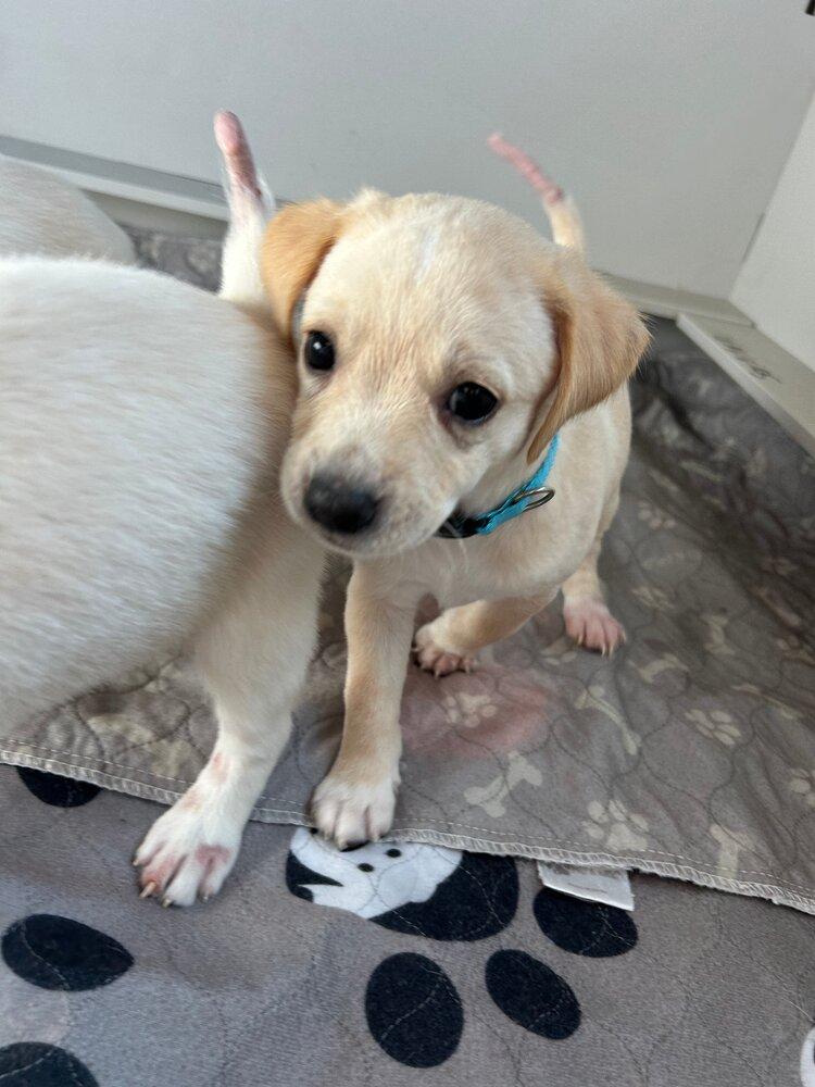 Enlarge Gonzaga, a Adoptable mixed breed in Spokane, WA image 1/3