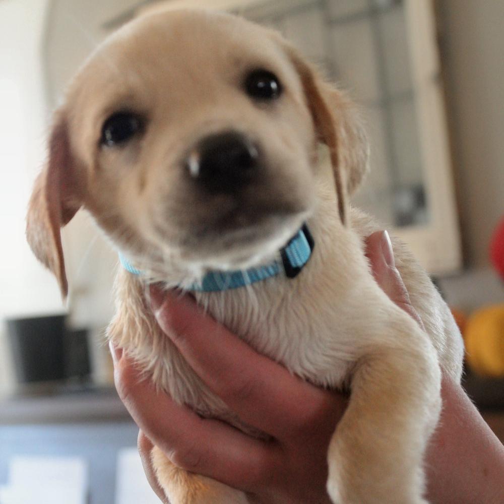 Enlarge Gonzaga, a Adoptable mixed breed in Spokane, WA image 3/3