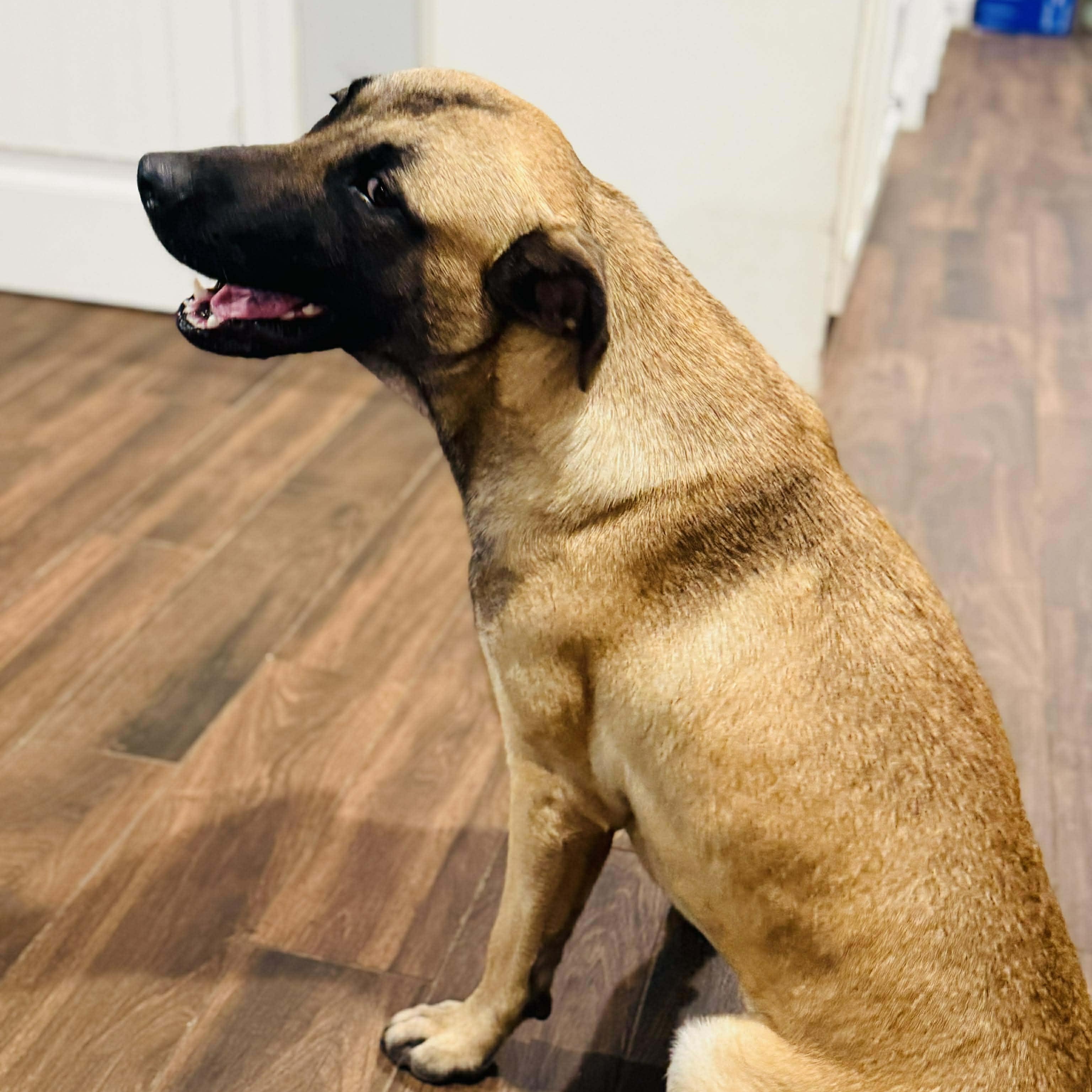 Enlarge Rooster, a Adoptable mixed breed in Missoula, MT image 6/6