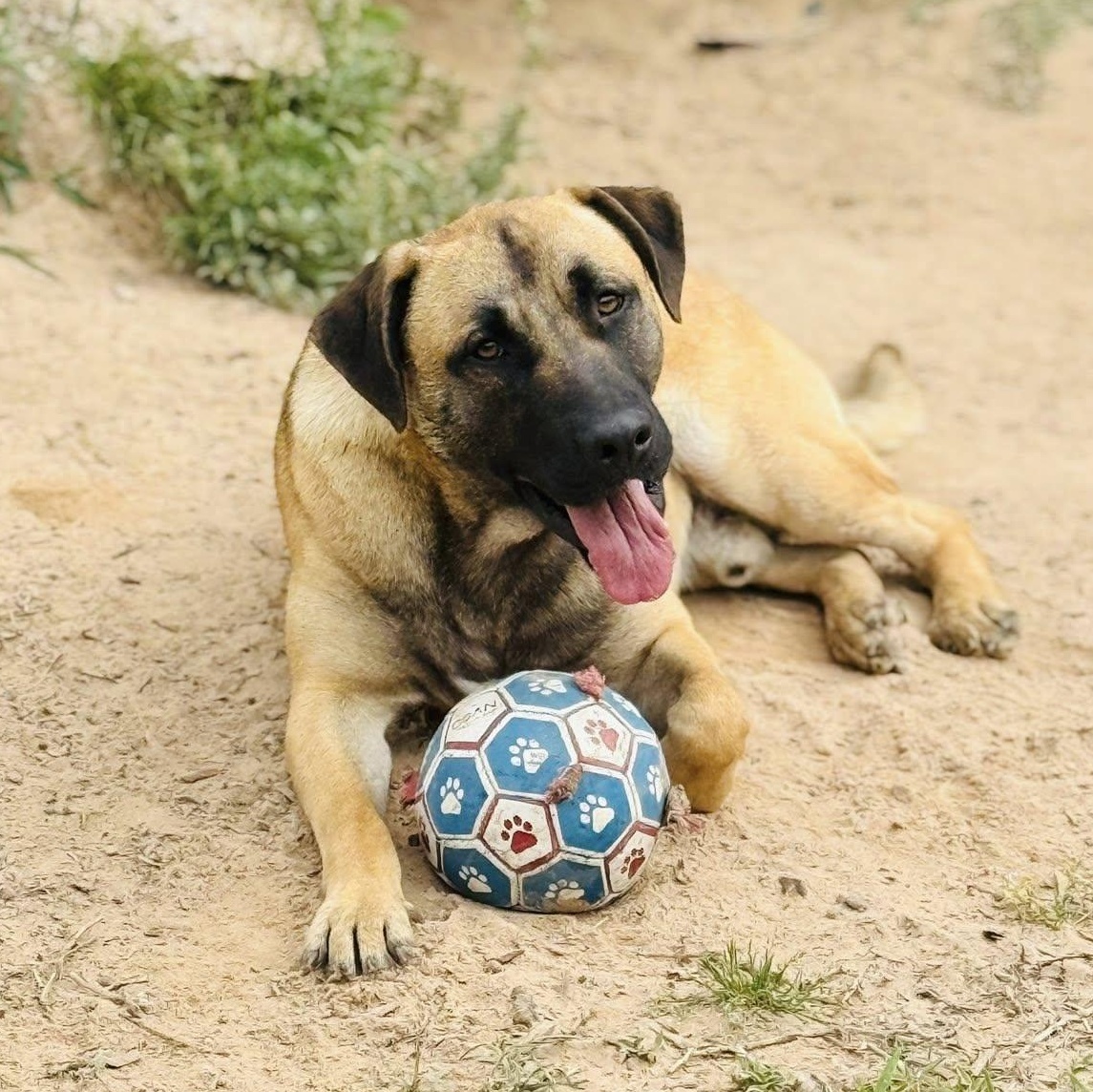 Enlarge Rooster, a Adoptable mixed breed in Missoula, MT image 2/6