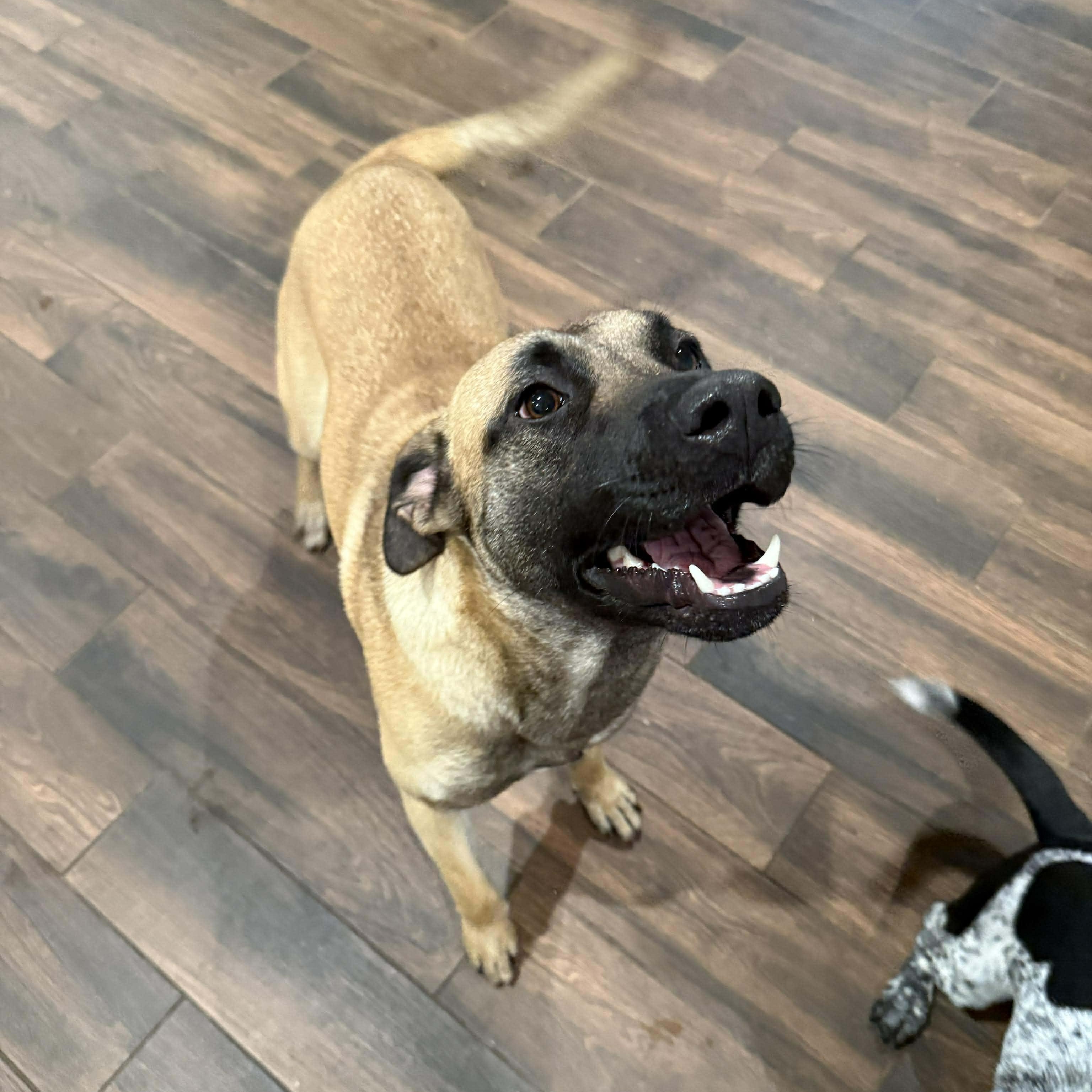 Enlarge Rooster, a Adoptable mixed breed in Missoula, MT image 4/6