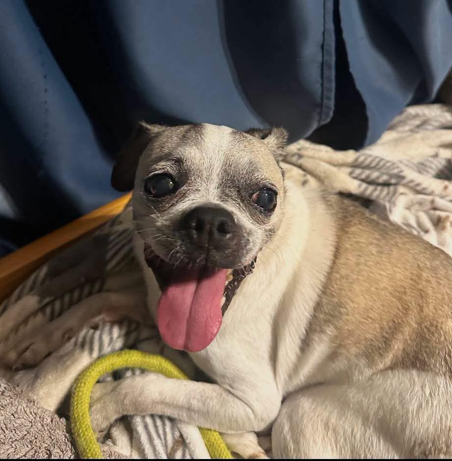 Enlarge Biscuit, a Adoptable Boston Terrier in Panama City, FL image 1/1