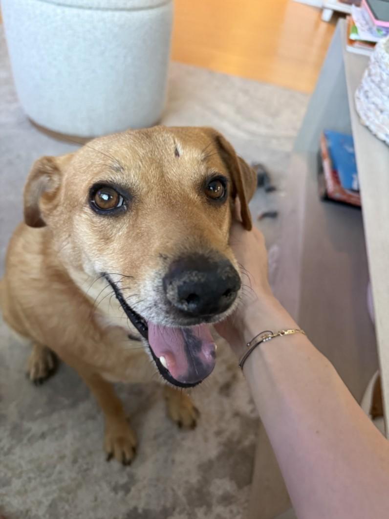 DENNIS, Adoptable, Adult Male Beagle & Mixed Breed.