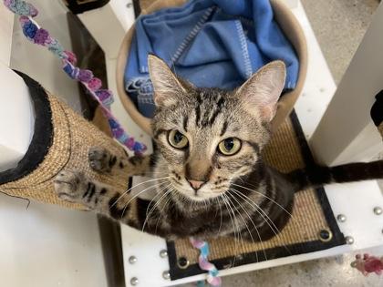 Smile T17, Adoptable, Adult Male Domestic Short Hair & Domestic Short Hair.