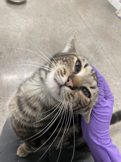 Smile T17, a Adoptable mixed breed in Lafayette, IN image 2/3