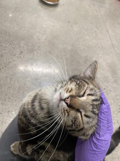 Smile T17, a Adoptable mixed breed in Lafayette, IN image 3/3