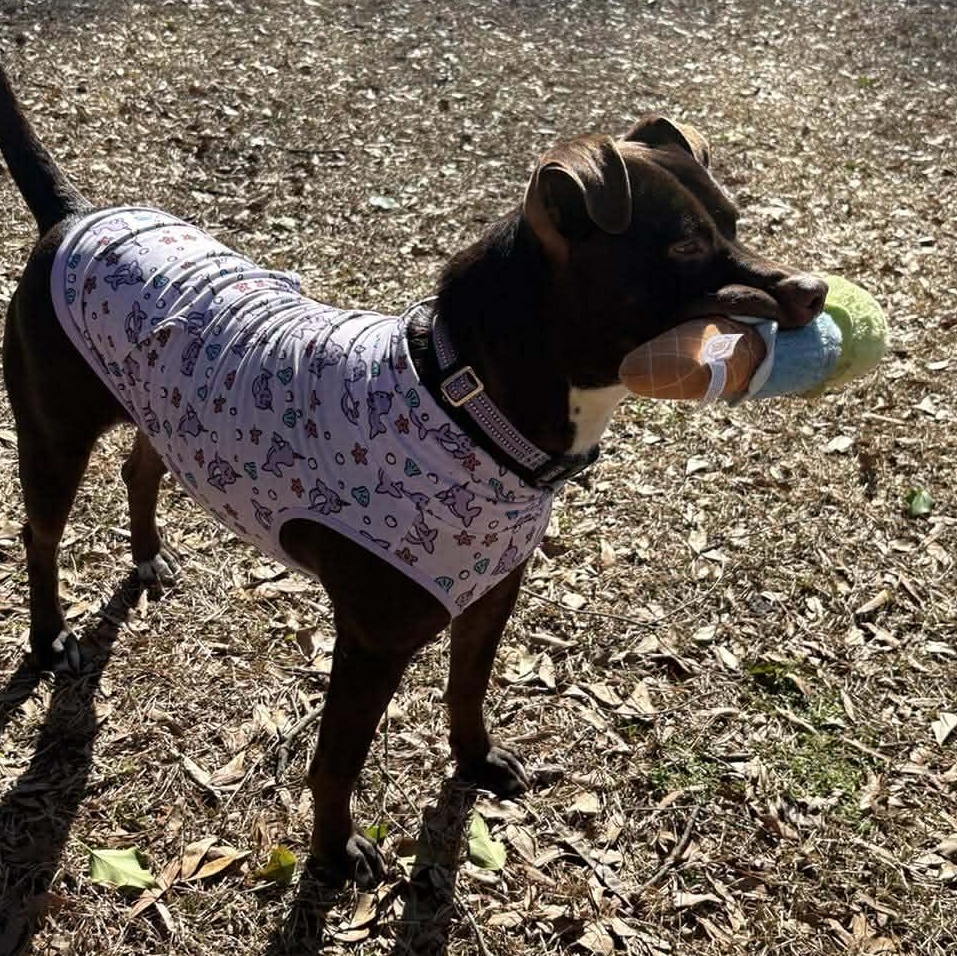 Brandy — thumbnail 3