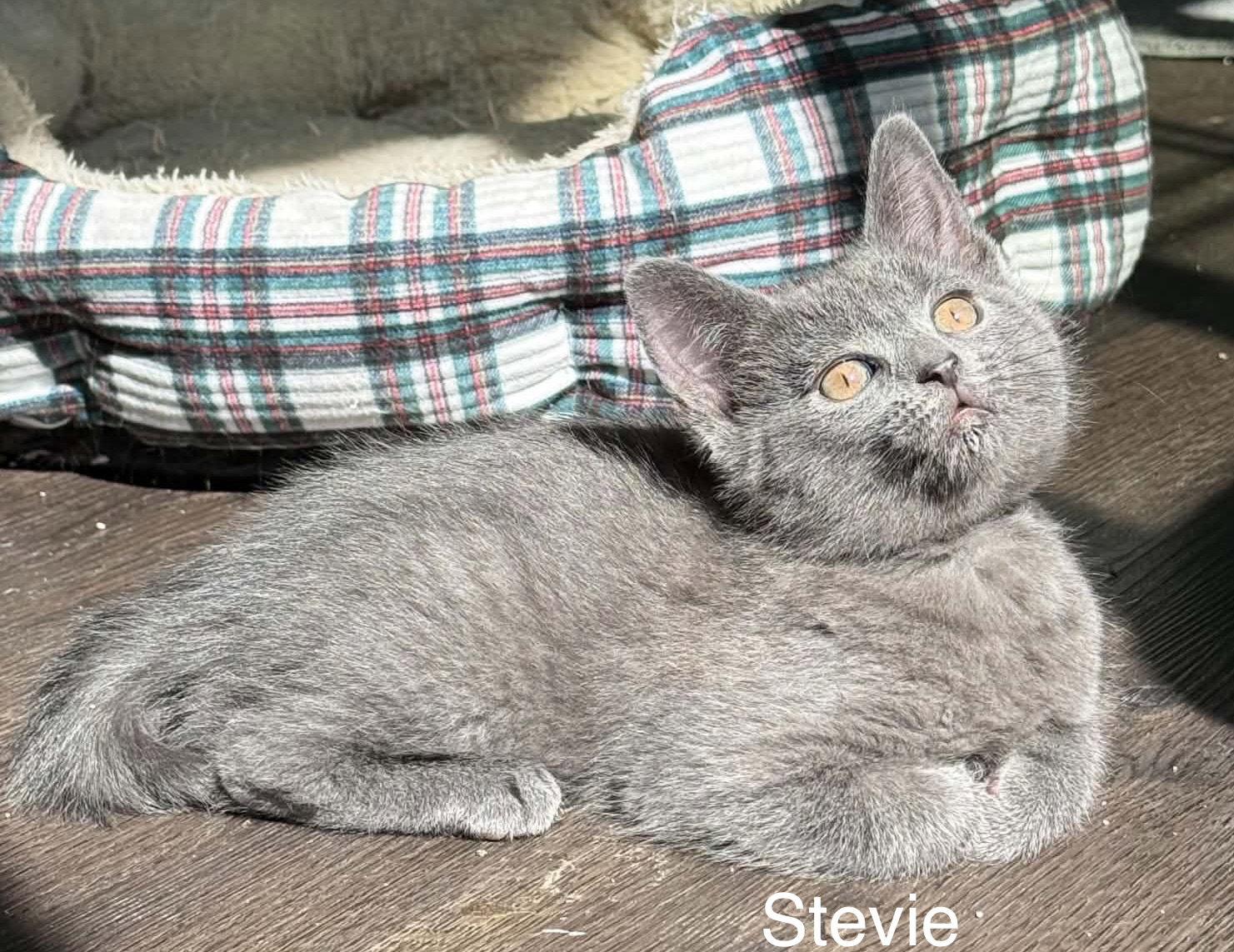 Stevie, a Adoptable Domestic Short Hair in West Des Moines, IA image 1/2