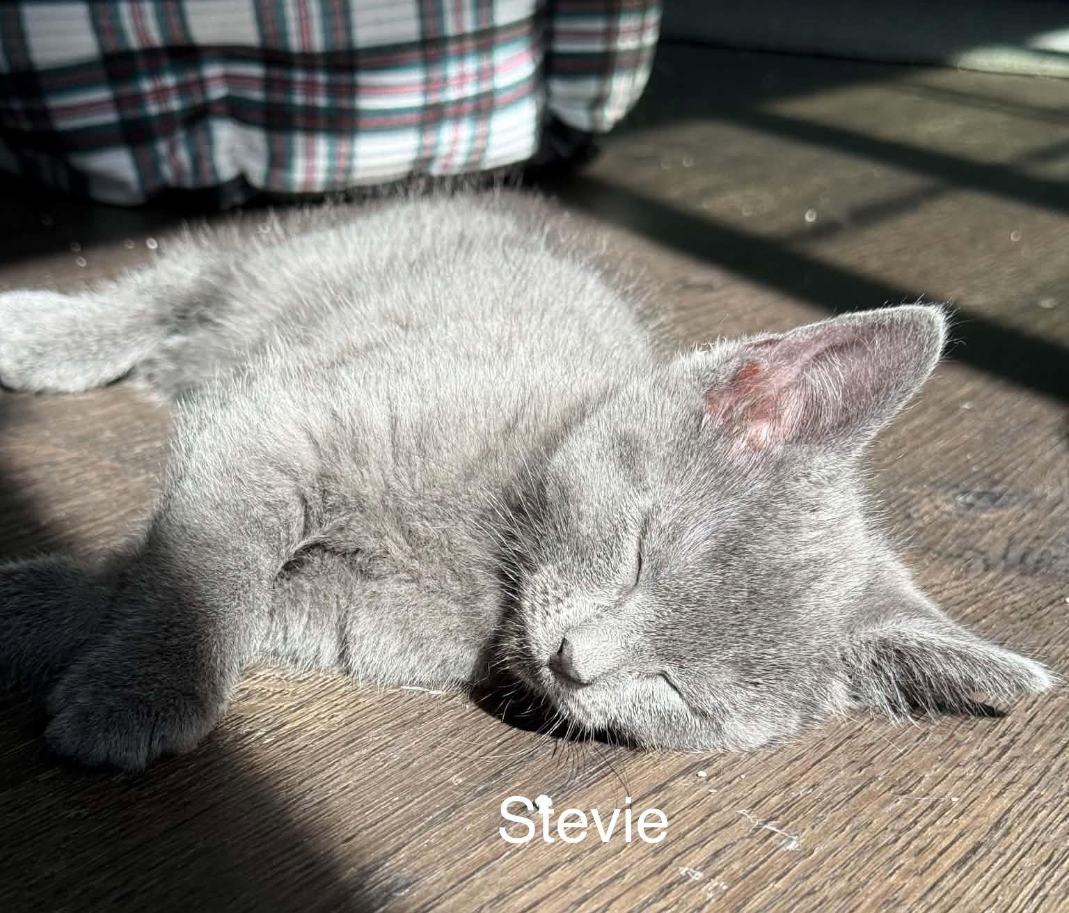 Stevie, a Adoptable Domestic Short Hair in West Des Moines, IA image 2/2