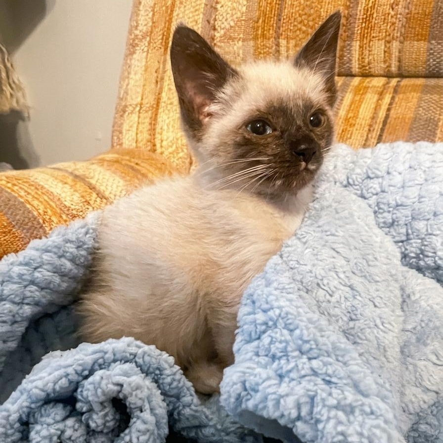 Zeus, Adopted, Kitten Male Siamese & Domestic Short Hair.