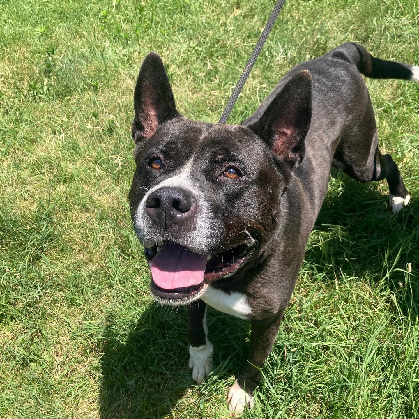 Samson, a Adoptable mixed breed in Mishawaka, IN image 4/4