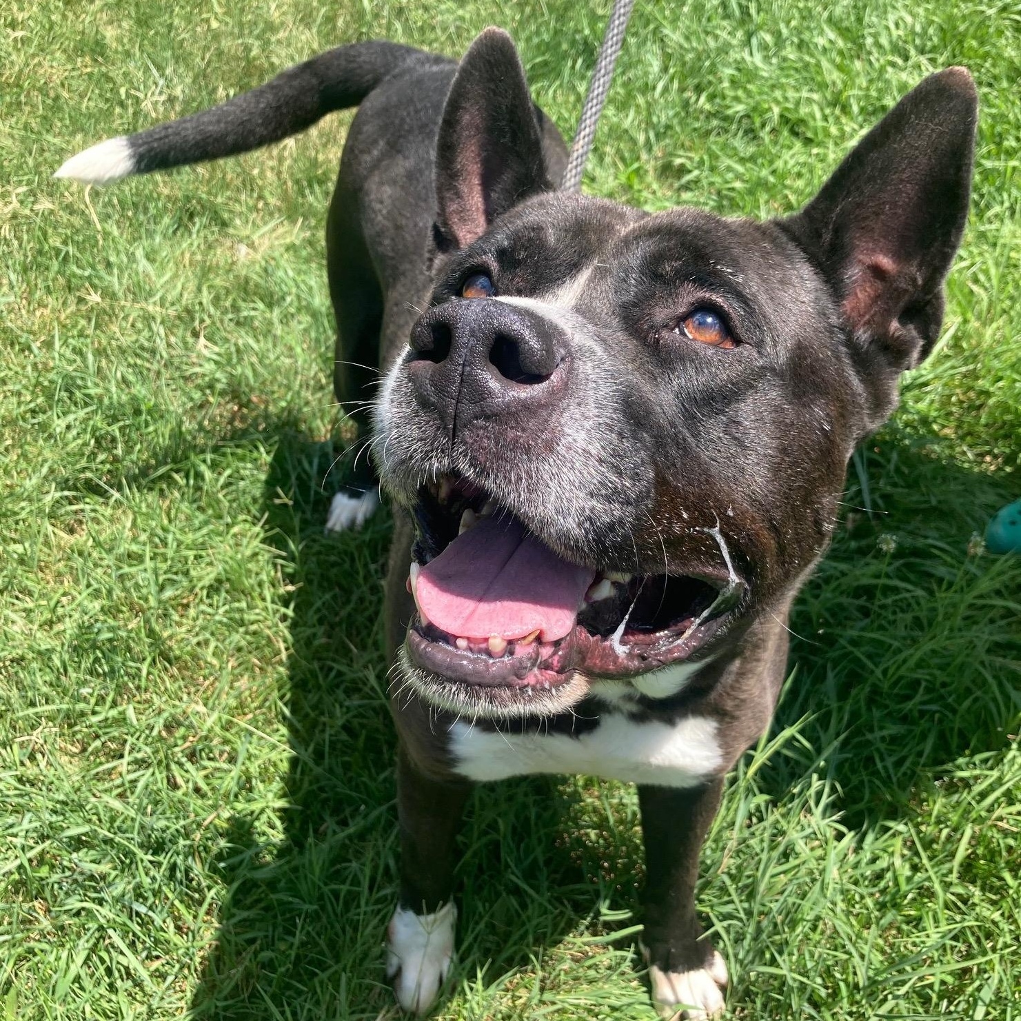 Samson, a Adoptable mixed breed in Mishawaka, IN image 3/4